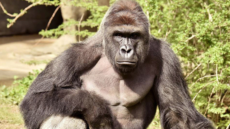El Gorila Harambe, cuando los animales importan más que los humanos